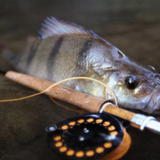 The Radical Redfin Perch - An Epic Fly Fishing Target