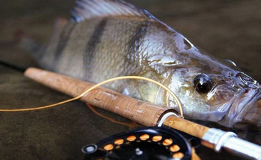 The Radical Redfin Perch - An Epic Fly Fishing Target