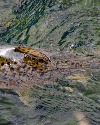 Dry Flies