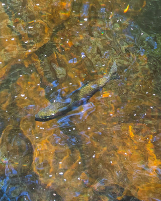 Nymphs