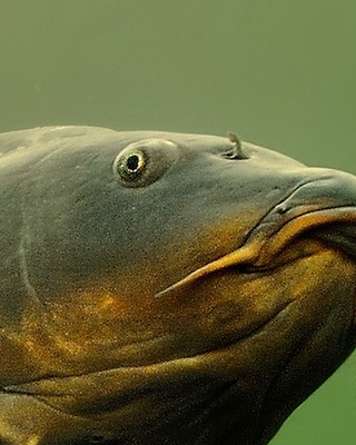 Carp