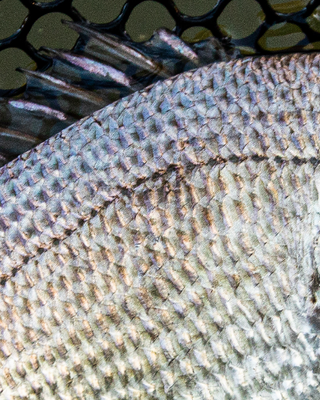 Bream, Whiting & Flathead