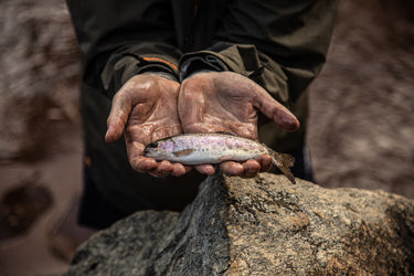 Freshwater flies