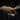 Hare's Ear Flash Back