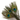 Peacock Eyes Natural