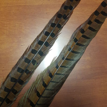 Pheasant Tail Feathers