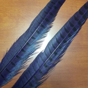 Pheasant Tail Feathers