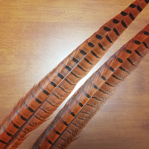 Pheasant Tail Feathers