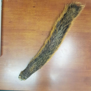 Squirrel Tail