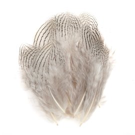 Silver Pheasant cheeks