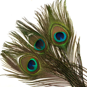 Peacock Eyes Natural